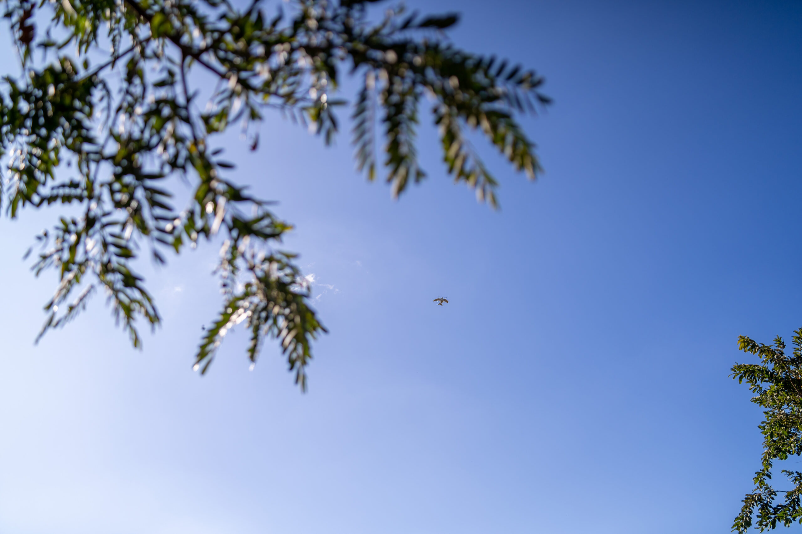 Satellite-Ent-Photos-101
